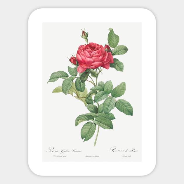 Vintage flower by Pierre-Joseph Redouté (1759–1840). Sticker by Elala